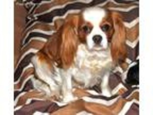 Cavalier King Charles Spaniel Puppy for sale in Downing, MO, USA