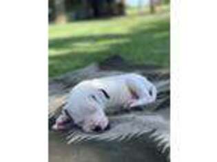 Dogo Argentino Puppy for sale in College Station, TX, USA