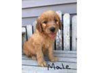 Goldendoodle Puppy for sale in Dorchester, NE, USA