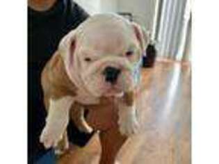 Bulldog Puppy for sale in Miami, FL, USA
