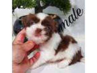 Mutt Puppy for sale in Johnston, RI, USA