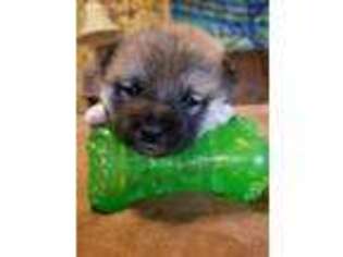 Shiba Inu Puppy for sale in Logan, OH, USA
