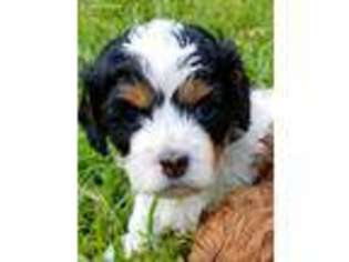 Cavachon Puppy for sale in Fort Atkinson, WI, USA