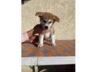 Akita Puppy for sale in Pinon Hills, CA, USA