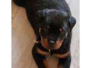 Rottweiler Puppy for sale in Brooksville, FL, USA