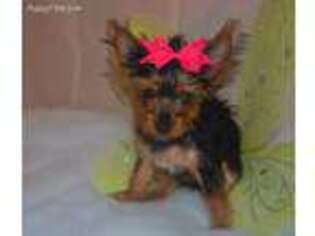 Yorkshire Terrier Puppy for sale in Houstonia, MO, USA