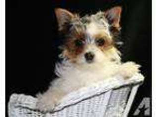 Yorkshire Terrier Puppy for sale in HASTINGS, NE, USA