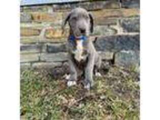 Great Dane Puppy for sale in Elmira, NY, USA