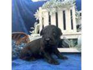 Mutt Puppy for sale in Bear, DE, USA