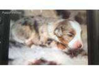 Miniature Australian Shepherd Puppy for sale in Statesville, NC, USA