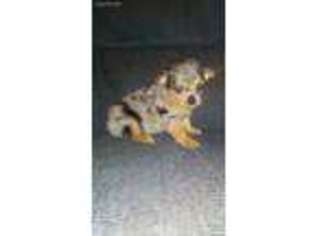 Chihuahua Puppy for sale in Tuscaloosa, AL, USA