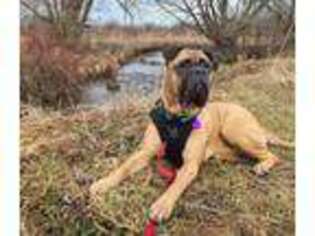 Bullmastiff Puppy for sale in St Jacobs, Ontario, Canada