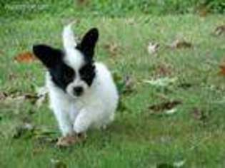 Papillon Puppy for sale in Bowling Green, KY, USA