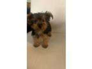 Yorkshire Terrier Puppy for sale in Bridgewater, MA, USA