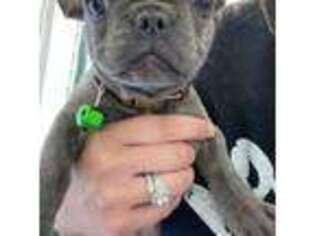 French Bulldog Puppy for sale in Allenton, MI, USA