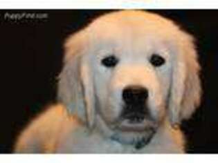 Golden Retriever Puppy for sale in North Manchester, IN, USA