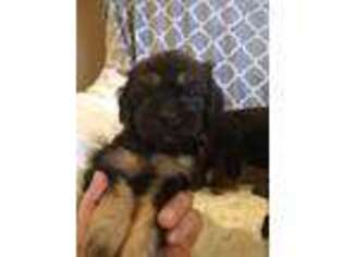 Cavapoo Puppy for sale in Siloam Springs, AR, USA