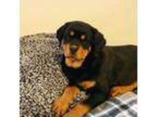 Rottweiler Puppy for sale in Drury, MO, USA