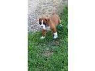 Boxer Puppy for sale in Sardinia, OH, USA