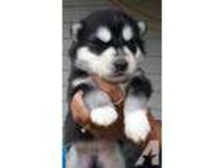 Siberian Husky Puppy for sale in KATY, TX, USA