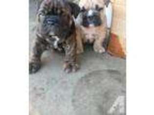 Olde English Bulldogge Puppy for sale in AMERICAN CANYON, CA, USA