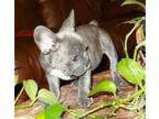 French Bulldog Puppy for sale in UNION CITY, CA, USA