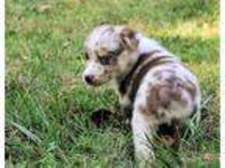 Australian Shepherd Puppy for sale in Saint Joe, AR, USA