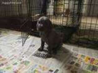 Weimaraner Puppy for sale in Normangee, TX, USA