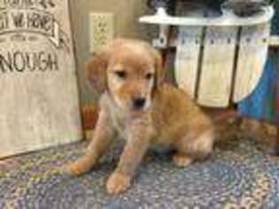 Golden Retriever Puppy for sale in Wabash, IN, USA