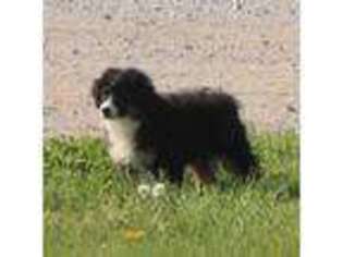 Mutt Puppy for sale in Osceola, MO, USA