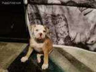 Alapaha Blue Blood Bulldog Puppy for sale in Kansas City, MO, USA