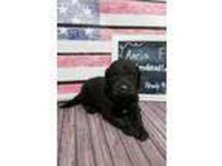 Goldendoodle Puppy for sale in Beaver Springs, PA, USA
