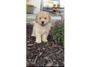 Goldendoodle Puppy for sale in Sterling, OK, USA