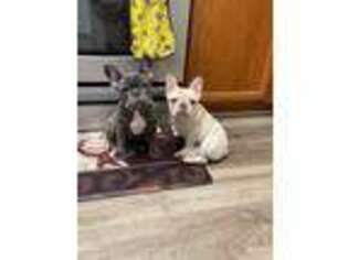 French Bulldog Puppy for sale in San Jose, CA, USA