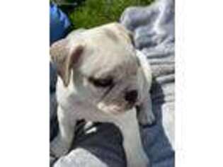 Alapaha Blue Blood Bulldog Puppy for sale in Avilla, IN, USA