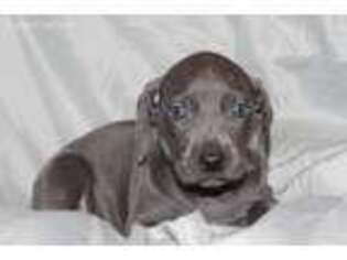Weimaraner Puppy for sale in Galena, MO, USA