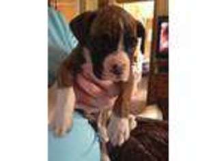 Boxer Puppy for sale in Coatsville, MO, USA