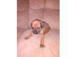 Rhodesian Ridgeback Puppy for sale in Blackville, SC, USA