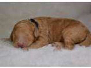 Goldendoodle Puppy for sale in Liberty Hill, TX, USA