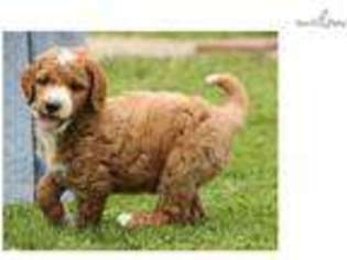 Goldendoodle Puppy for sale in Lexington, KY, USA