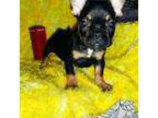 French Bulldog Puppy for sale in Commack, NY, USA