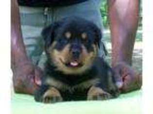 Mutt Puppy for sale in SALEM, AL, USA