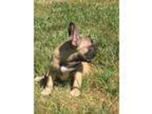 French Bulldog Puppy for sale in Andover, CT, USA