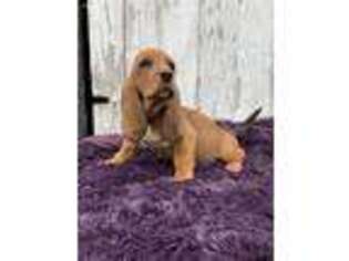 Basset Hound Puppy for sale in Benton, IL, USA