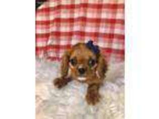 Cavalier King Charles Spaniel Puppy for sale in Clifton, KS, USA