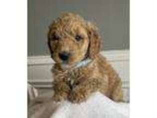 Goldendoodle Puppy for sale in West Unity, OH, USA