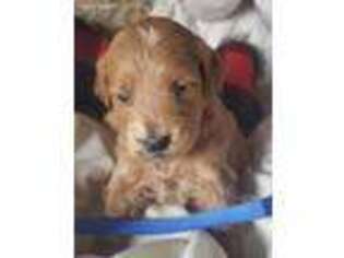 Goldendoodle Puppy for sale in Howell, MI, USA