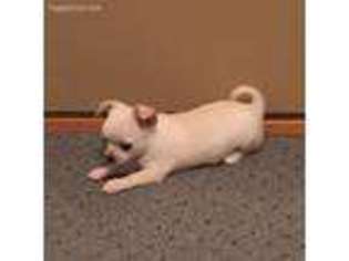 Chihuahua Puppy for sale in Clinton, IA, USA