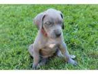 Great Dane Puppy for sale in Tomball, TX, USA