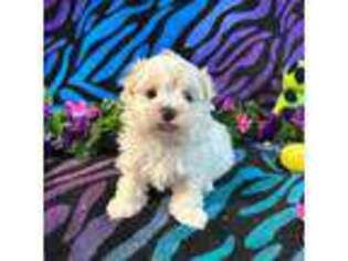 Maltese Puppy for sale in High Springs, FL, USA